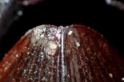 <i>Hydrophilus piceus</i>