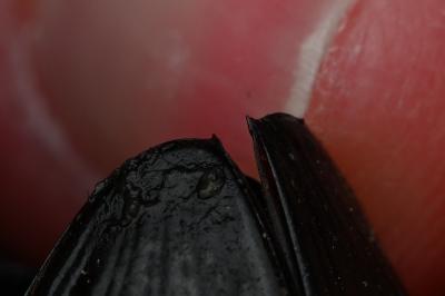 <i>Hydrophilus piceus</i>