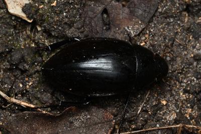 <i>Hydrophilus piceus</i>