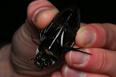 <i>Hydrophilus piceus</i>
