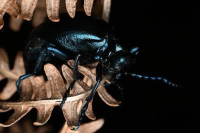<i>Meloe violaceus</i>