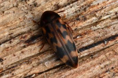<i>Orchesia undulata</i>