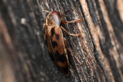 <i>Orchesia undulata</i>