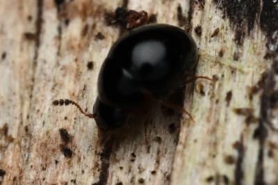 <i>Agathidium</i>