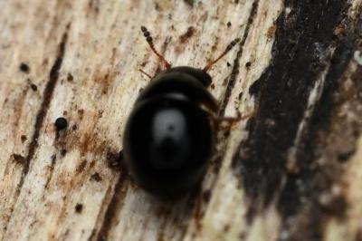 <i>Agathidium</i>