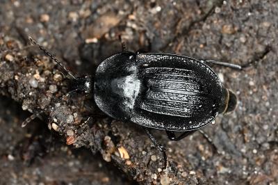 <i>Phosphuga atrata</i>