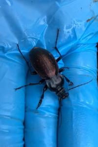 <i>Carabus nemoralis</i>