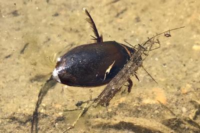 <i>Dytiscus</i>