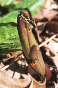 <i>Lilioceris lilii</i>