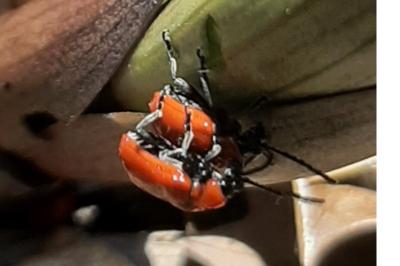 <i>Lilioceris lilii</i>