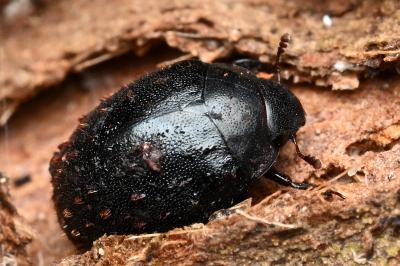 <i>Nosodendron fasciculare</i>