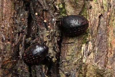 <i>Nosodendron fasciculare</i>
