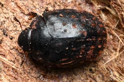 <i>Nosodendron fasciculare</i>