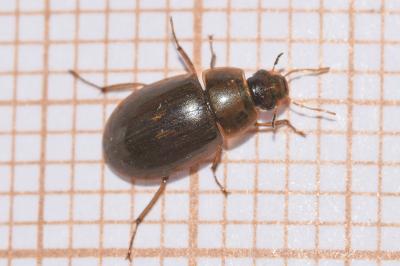 <i>Helochares lividus</i>