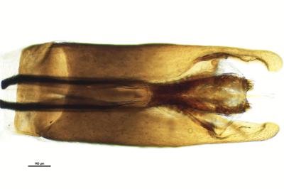 <i>Helochares lividus</i>