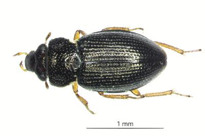 <i>Ochthebius minimus</i>