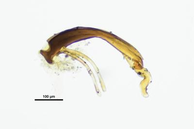 <i>Ochthebius minimus</i>