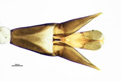 <i>Laccobius femoralis</i>