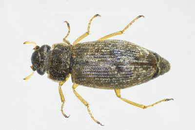 <i>Helophorus minutus</i>