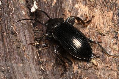 <i>Stenomax aeneus</i>