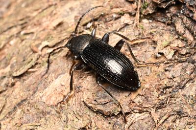 <i>Stenomax aeneus</i>