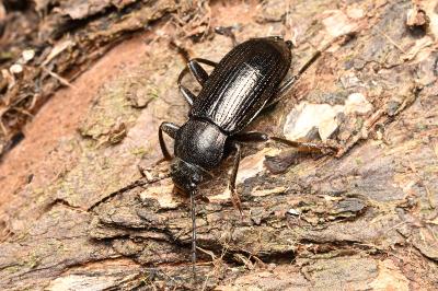 <i>Stenomax aeneus</i>