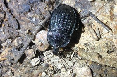 <i>Phosphuga atrata</i>