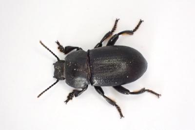 <i>Phylan abbreviatus</i>