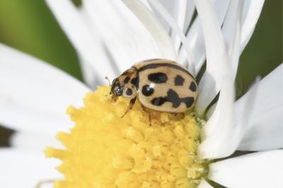 <i>Tytthaspis sedecimpunctata</i>
