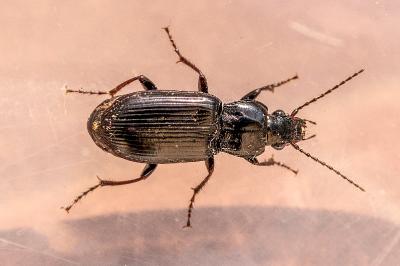 <i>Pterostichus</i>
