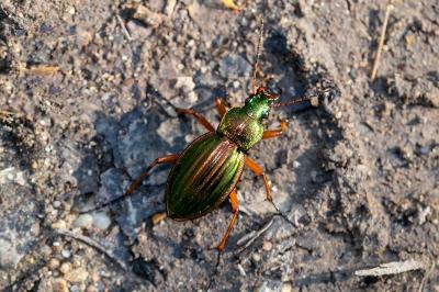 <i>Carabus auratus</i>