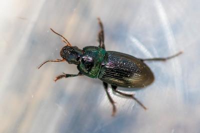 <i>Harpalus dimidiatus</i>