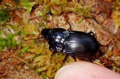 <i>Abax ovalis</i>