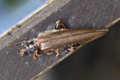 <i>Oedemera femoralis</i>