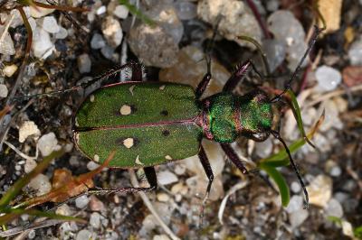 <i>Cicindela campestris</i>