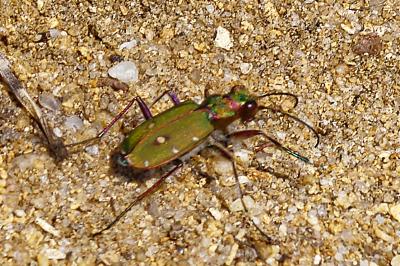 <i>Cicindela campestris</i>