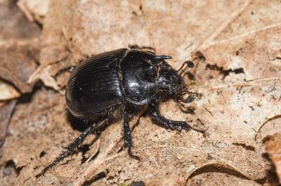 <i>Typhaeus typhoeus</i>