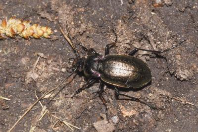 <i>Carabus nemoralis</i>
