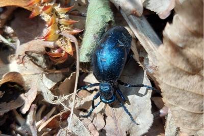 <i>Meloe violaceus</i>