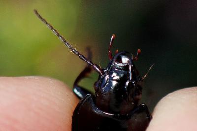 <i>Abax ovalis</i>
