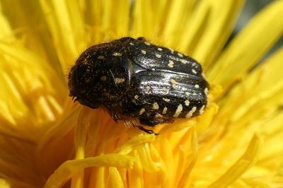 <i>Oxythyrea funesta</i>