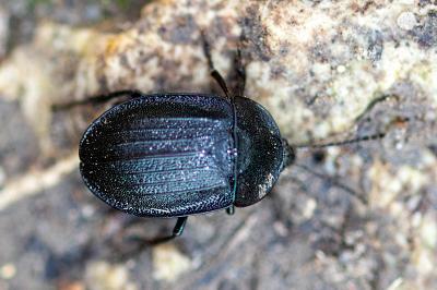 <i>Phosphuga atrata</i>