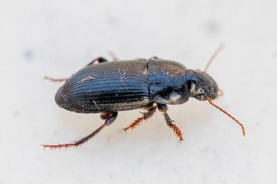 <i>Harpalus dimidiatus</i>