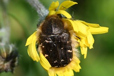 <i>Tropinota hirta</i>
