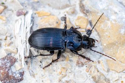 <i>Abax parallelus</i>