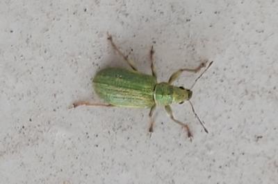 <i>Pachyrhinus lethierryi</i>