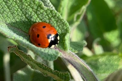 <i>Coccinella septempunctata</i>