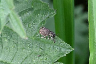 <i>Peritelus sphaeroides</i>