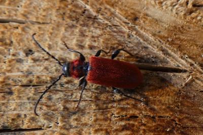 <i>Pyrrhidium sanguineum</i>