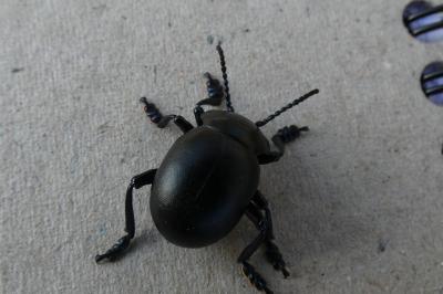 <i>Timarcha tenebricosa</i>